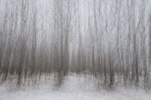 poplars werner.jpg